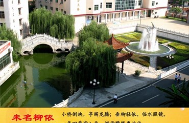 未名柳依