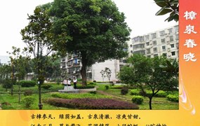 樟泉春晓