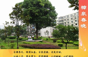 樟泉春晓