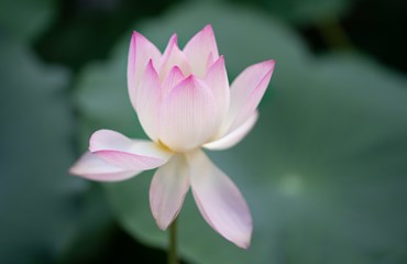 光影八中 | 十里荷塘，又见校园荷花开